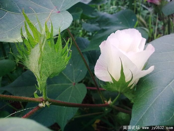什么花