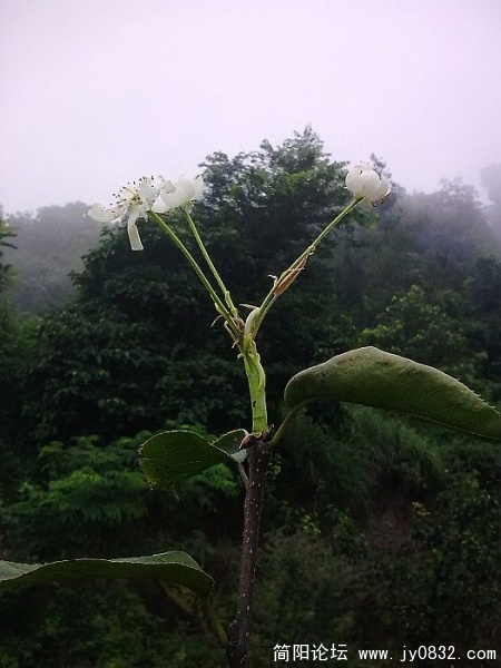 梨树居然又开花了