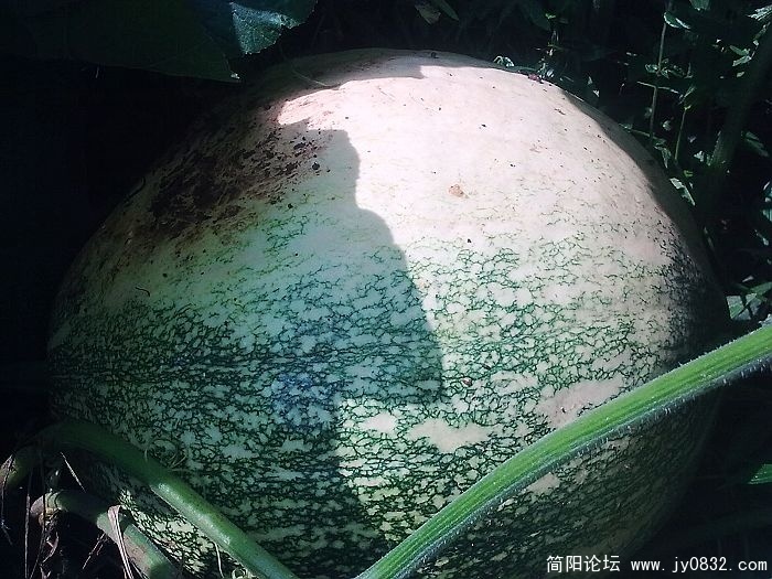 寺庙后面的南瓜