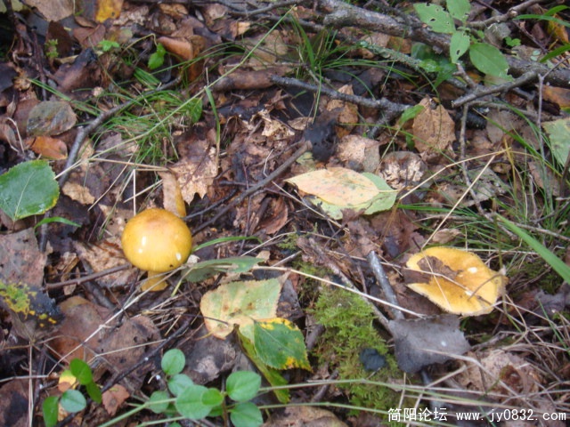 DSC01306.JPG