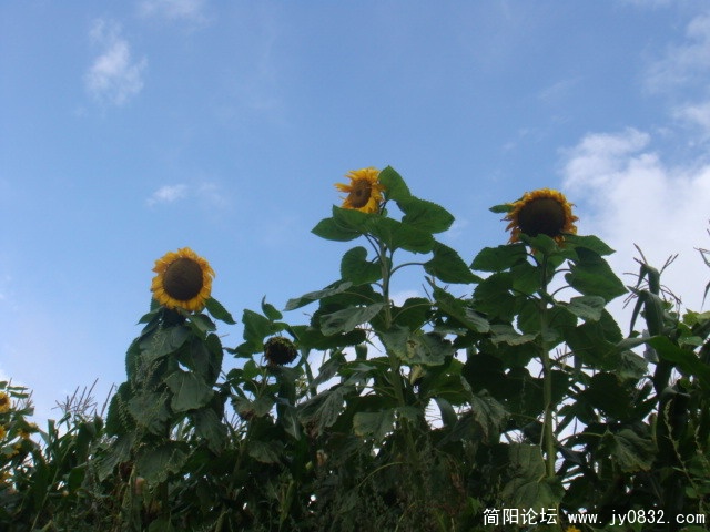 DSC01264.JPG