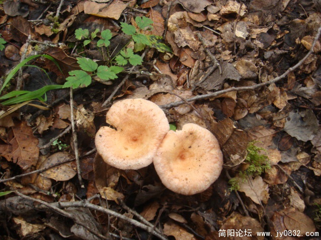 DSC01317.JPG