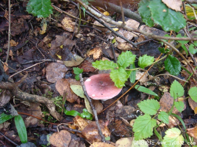 DSC01308.JPG