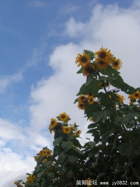 DSC01274.JPG