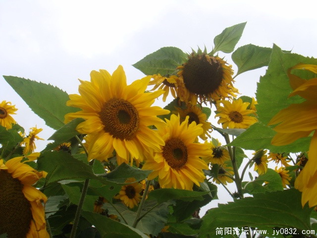 DSC01285.JPG
