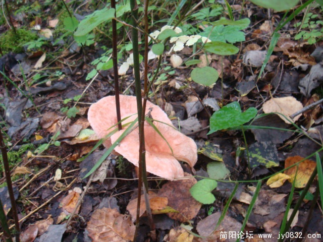 DSC01311.JPG