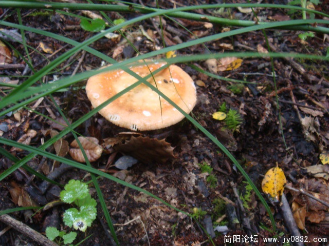 DSC01305.JPG