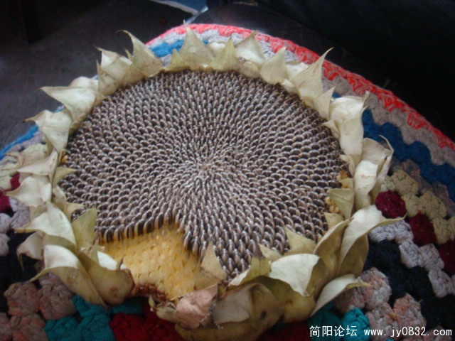 我的路边零食,葵花子,嘿嘿
