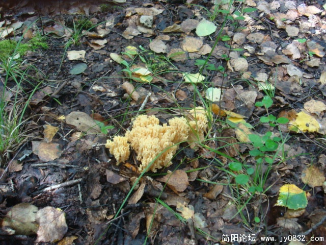 DSC01323.JPG