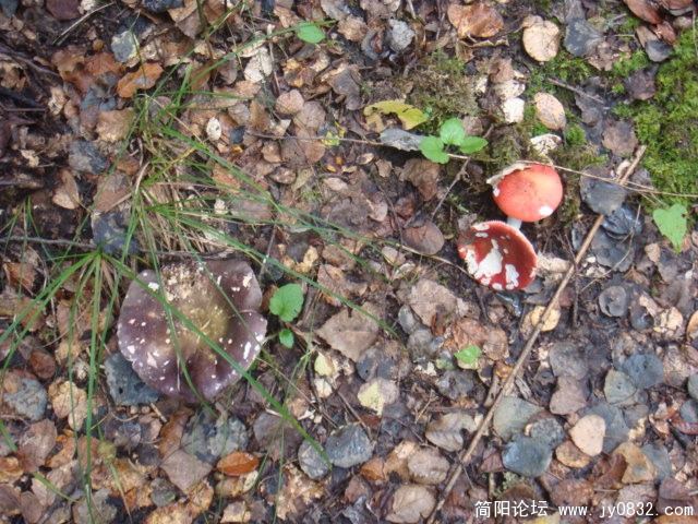 DSC01325.JPG