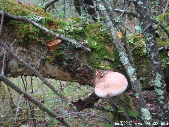 DSC01320.JPG