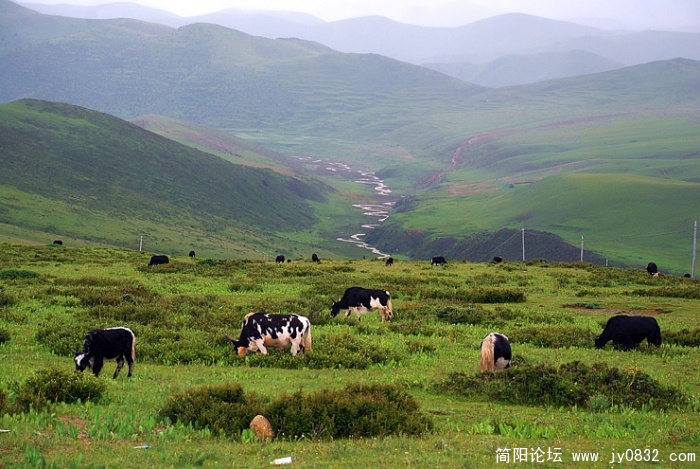 高山牧场