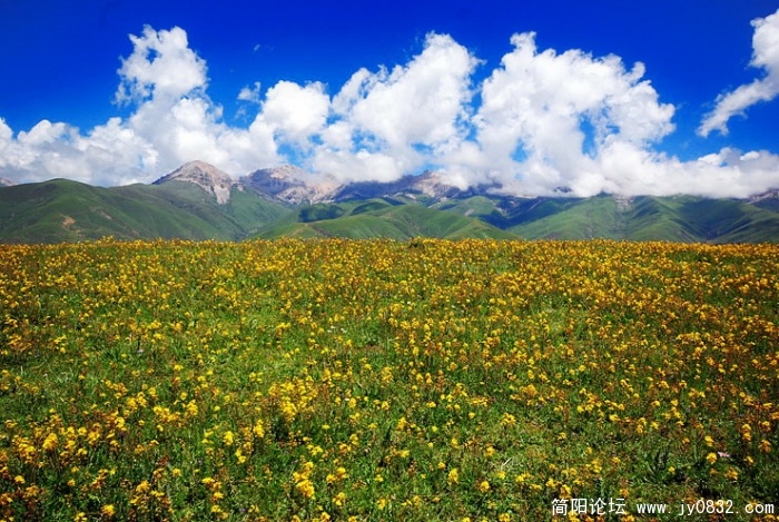 蓝天、白云、雪山、草原、鲜花，象进了天堂（就是别犯高反），人生在世，夫复何求？