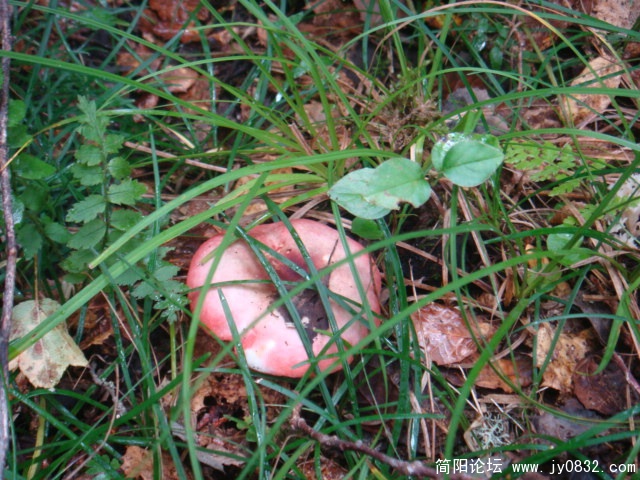 DSC01314.JPG