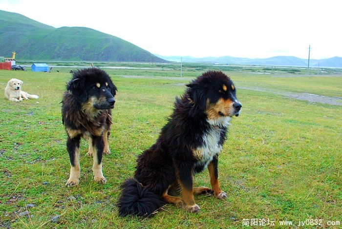 这样漂亮的狗也是野狗，可能都有藏獒血统