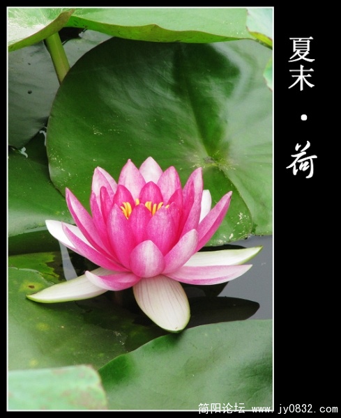 荷花缩放 (16).jpg