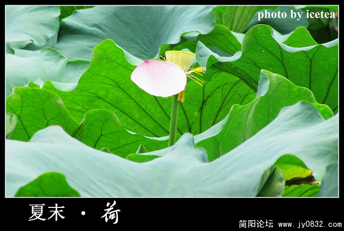 荷花缩放 (7).jpg