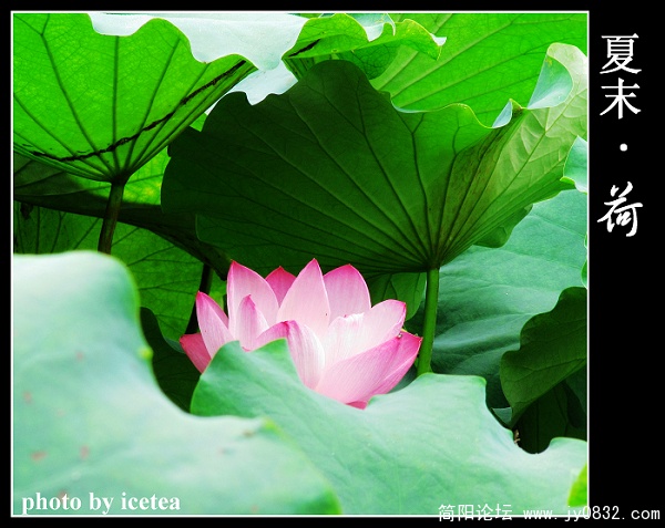 荷花缩放 (8).jpg