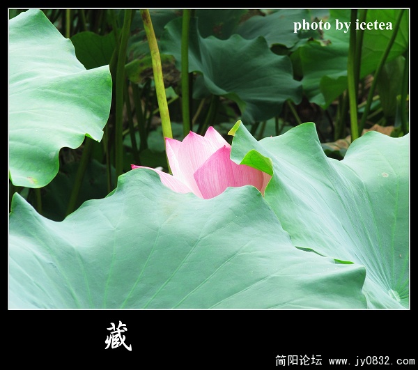 荷花缩放 (2).jpg