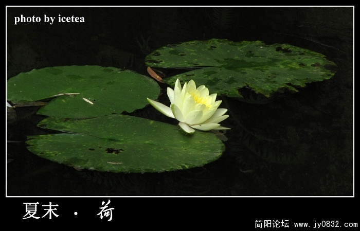 荷花缩放（10）.jpg