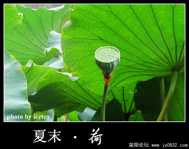 荷花缩放 (12).jpg
