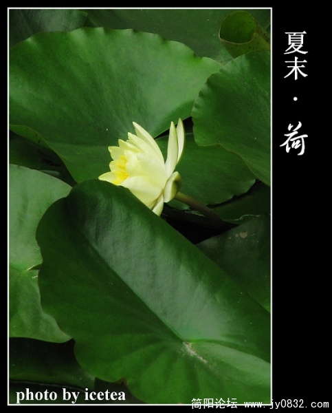 荷花缩放 (14).jpg