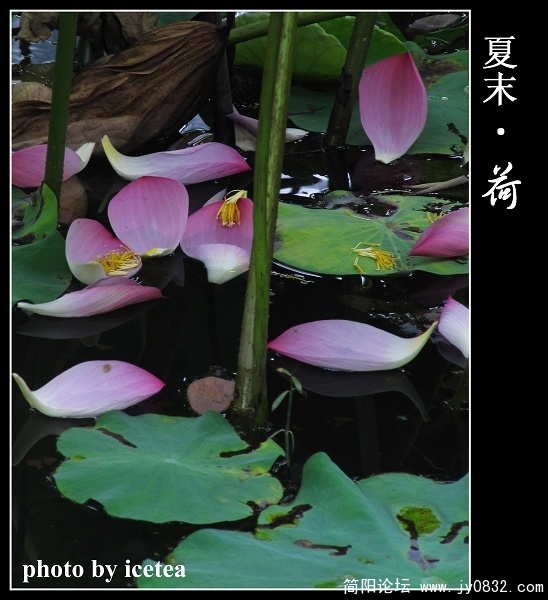 荷花缩放 (5).jpg