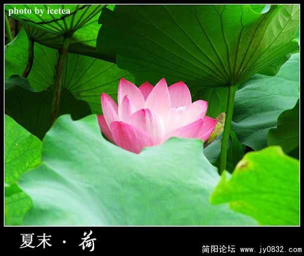 荷花缩放 (15).jpg