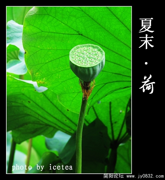 荷花缩放 (4).jpg