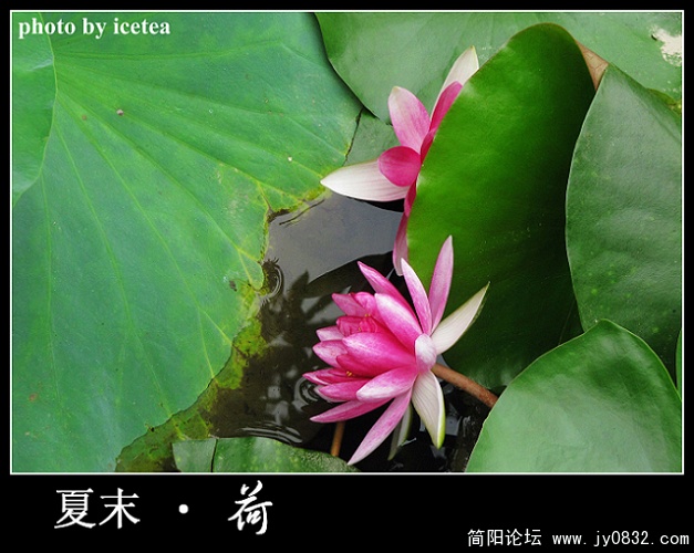 荷花缩放 (11).jpg
