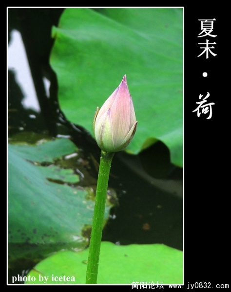 荷花缩放 (3).jpg
