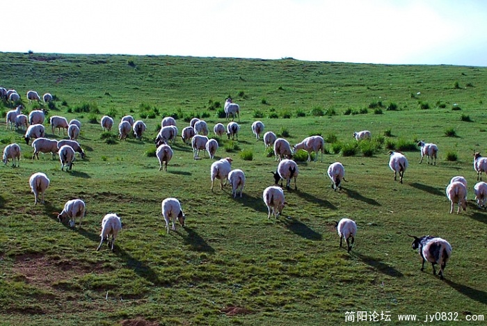 肥肥的绵羊