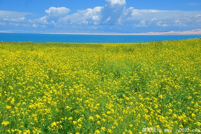 青海湖与油菜花