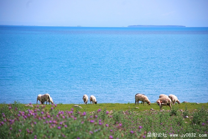 青海湖西部湖边的牧场风光