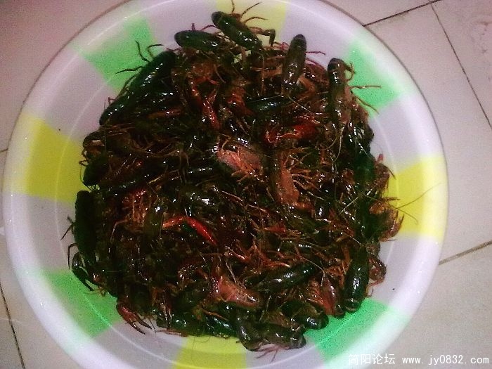 漂洗龙虾