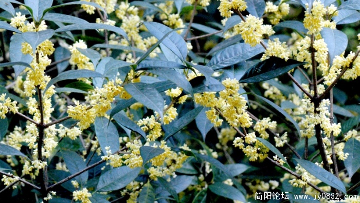 香飘八月 (1).jpg