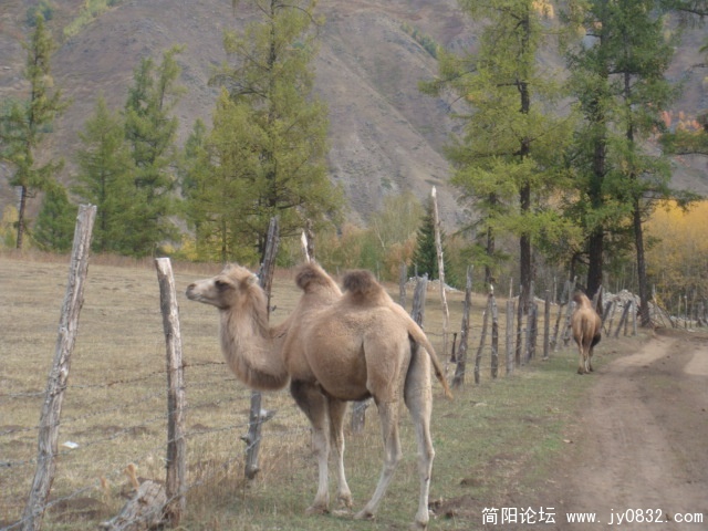 颜色开始出来了