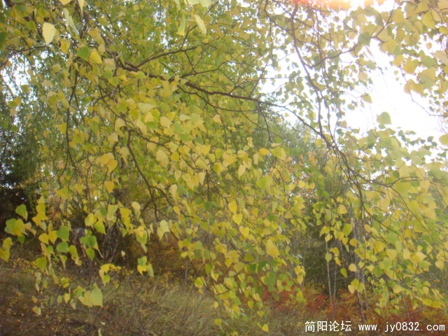 DSC01480.JPG