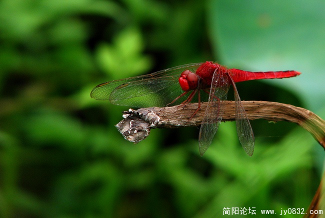IMG_0218副本.jpg