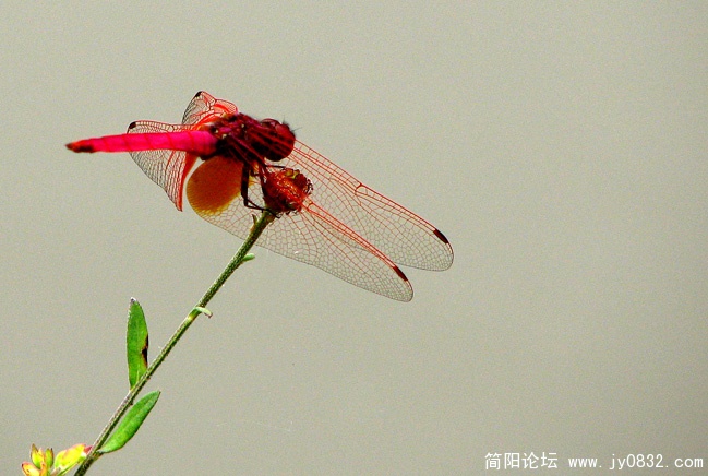 IMG_0196副本.jpg