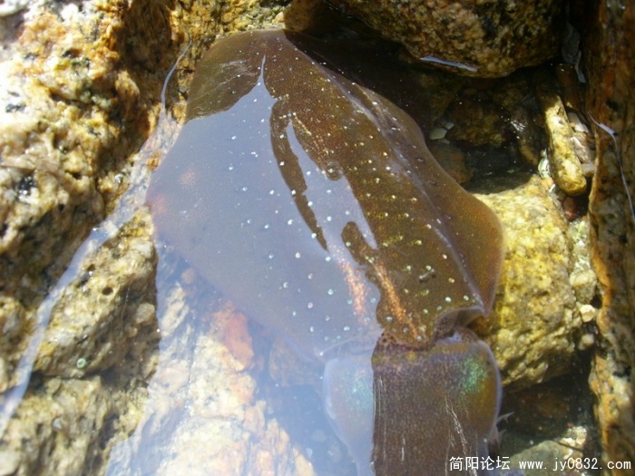 SL701373_调整大小.JPG