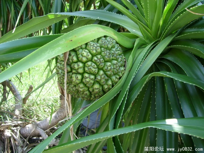 SL701364_调整大小.JPG