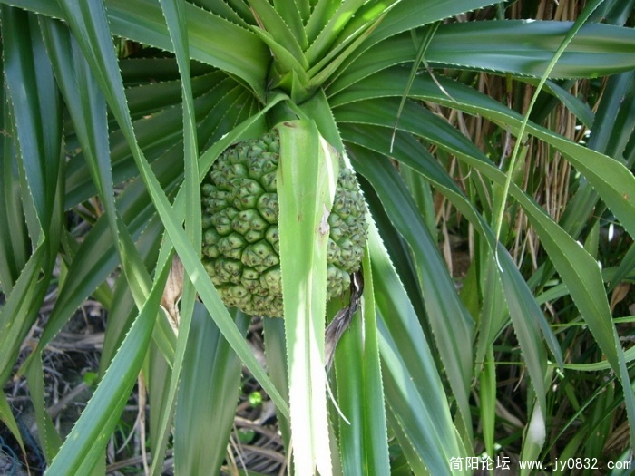SL701363_调整大小.JPG