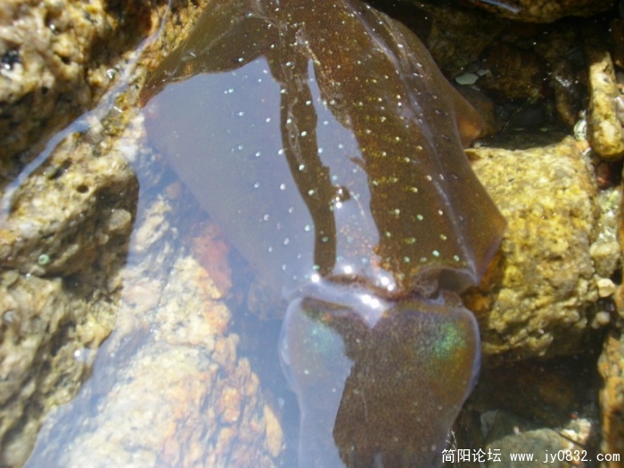 SL701374_调整大小.JPG