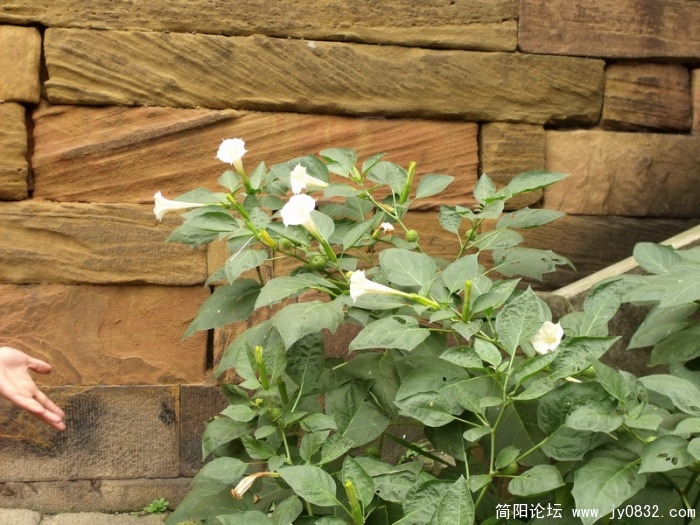 DSCF1023.JPG