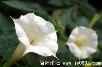 IMGP2946.jpg