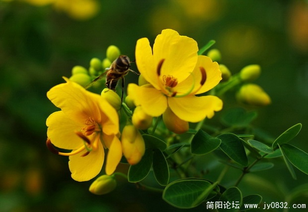 国庆花 (14).jpg