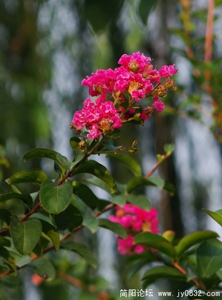 国庆花 (8).jpg