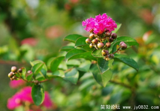 国庆花 (13).jpg