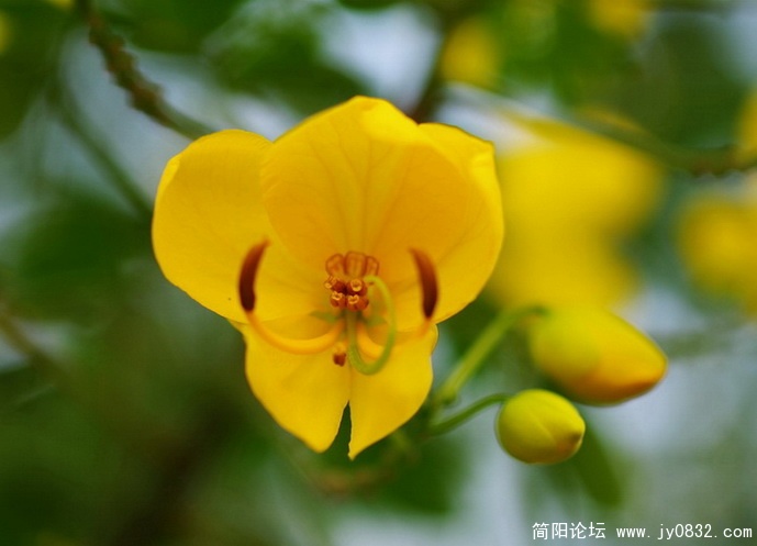 国庆花 (15).jpg